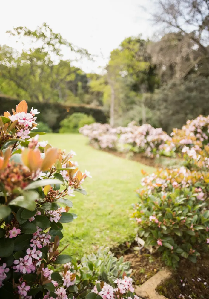 A look into a garden with a focus on the flowers upfront