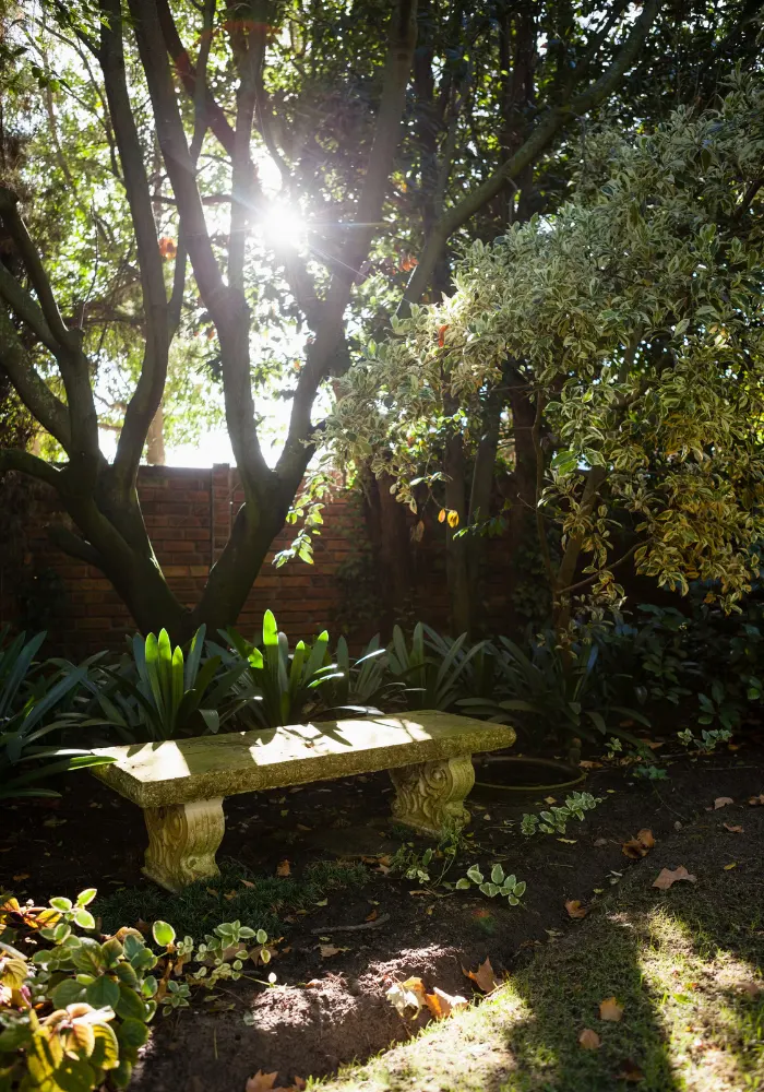 The edge of a yard with a stone bench and plants, with sunlight shining through the trees