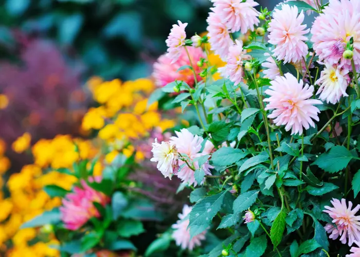 A beautiful flowers garden with pink, yellow, and violet flowers