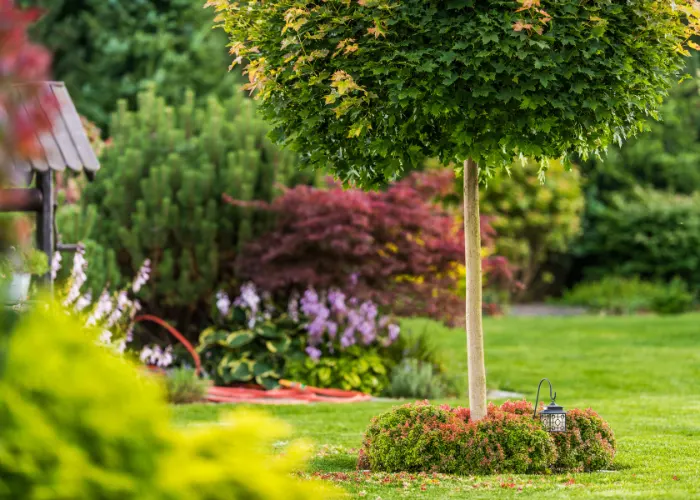 Gorgeous backyard landscaping with a nicely trimmed tree surrounded by pretty flowers