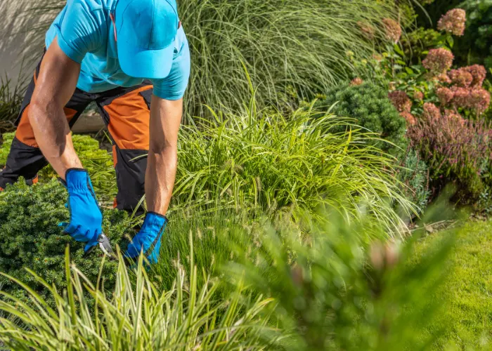 A landscaper trimming bushes with hedge clippers