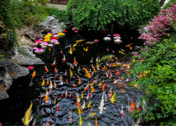 A beautiful water garden surrounded by stones and plants and filled with Koi fish.