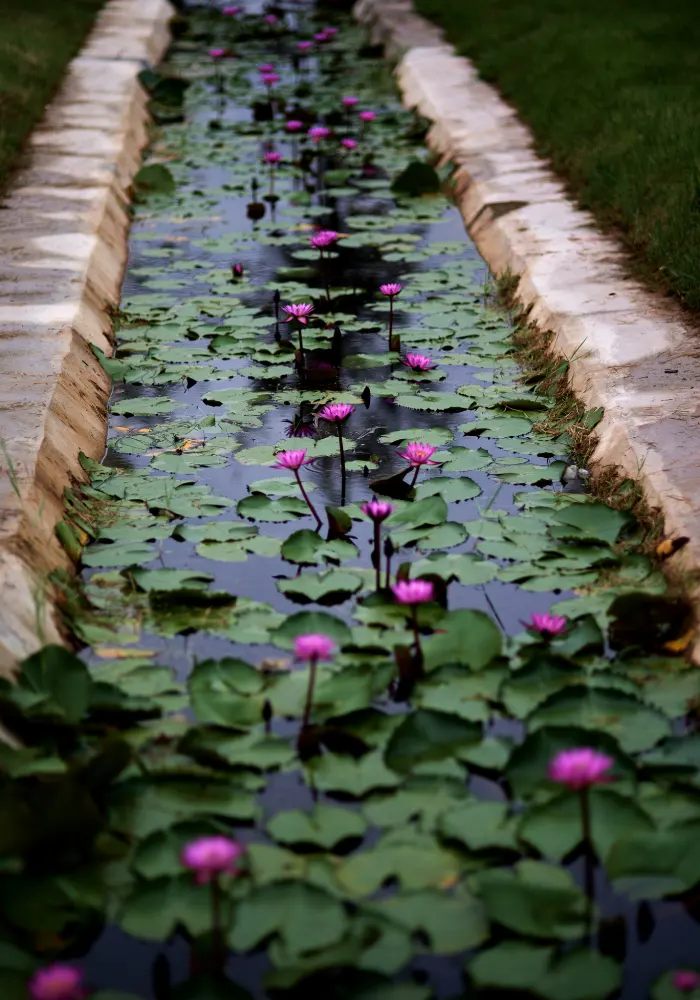 A long narrow man-made stream of a water garden, with a stone border and lily pads with violet flowers