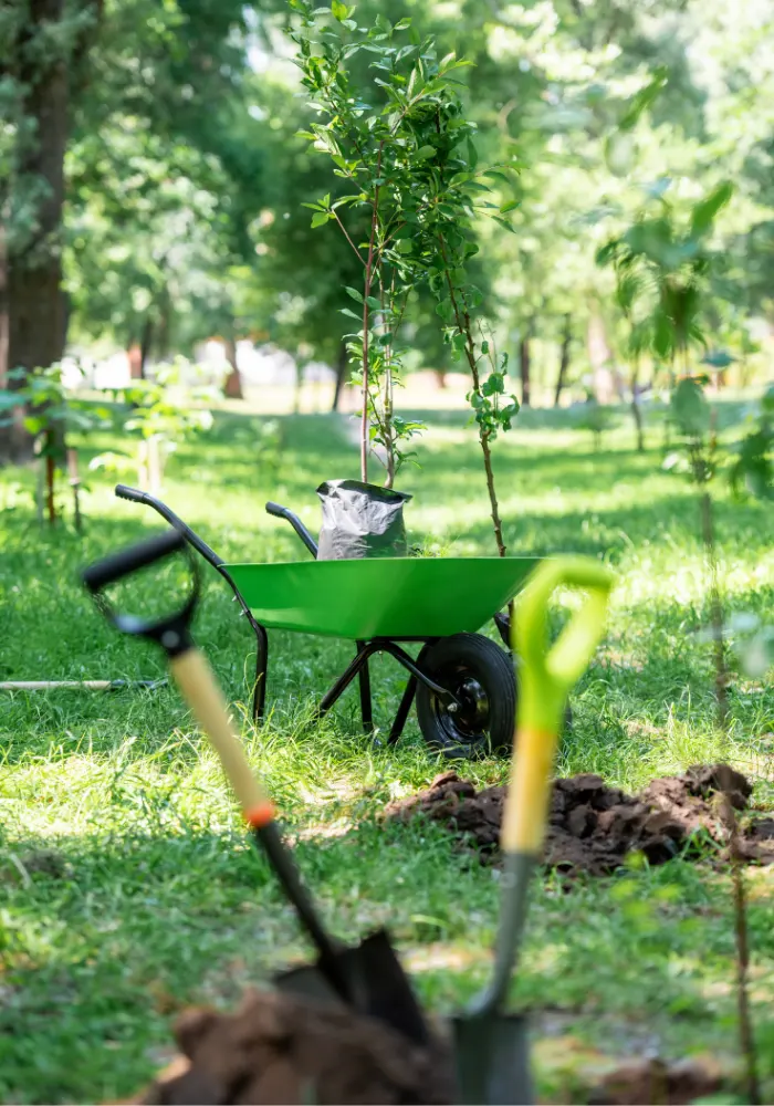 A wheelbarrow by a tree being planted, all in front of two shovels that are out of focus